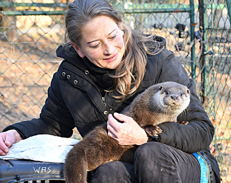 Verwaiste Otterdame Emma mit Doppelfunktion