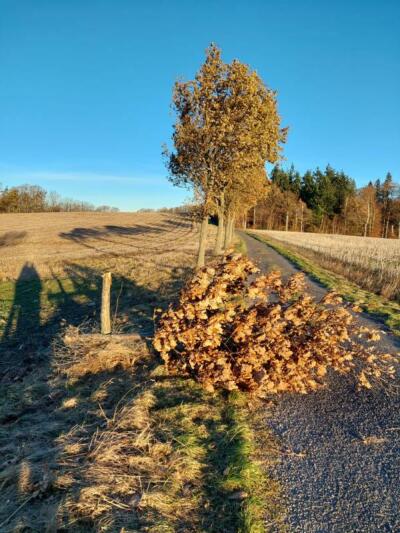 Wen haben die Eichen am Hutbergblick gestört?