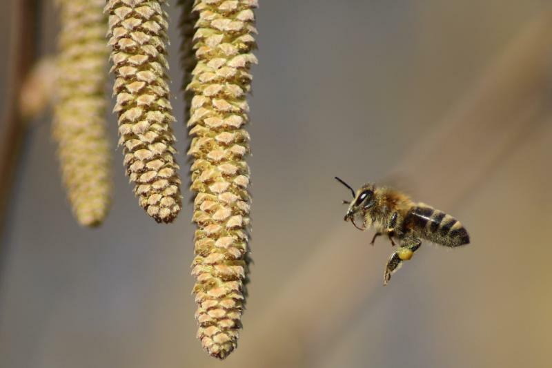 Mit der Biene durchs Jahr fliegen