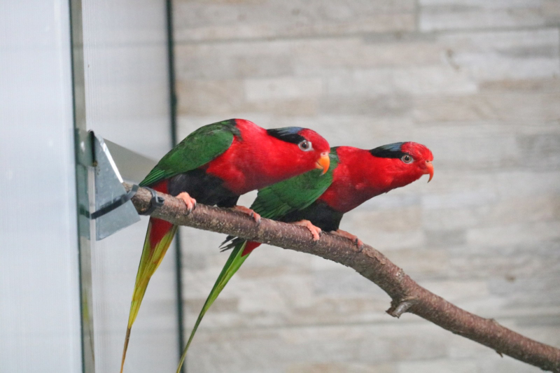 Vogelfreunde laden zur Großen Bautzener Vogelschau