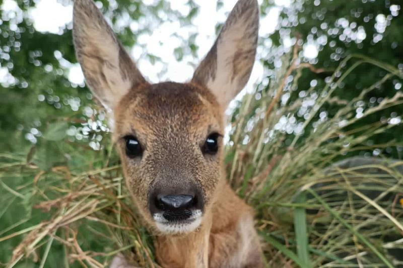 Rehkitz-Retter brauchen Hilfe