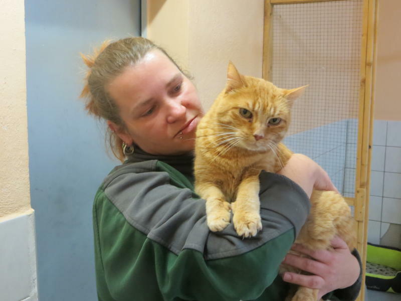 Wer ein Tier anschafft, sollte ins Tierheim schauen