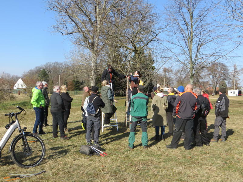 Guter Schnitt, gesunder Baum