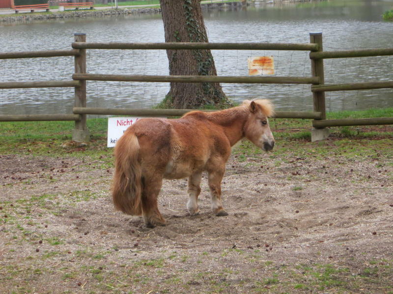 Kann Kamenz´ kleiner  Zoo erhalten bleiben?