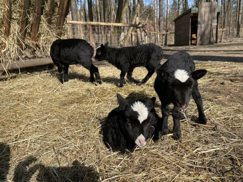 Frühlingserwachen  bei Sonne satt im Zittauer Tierpark