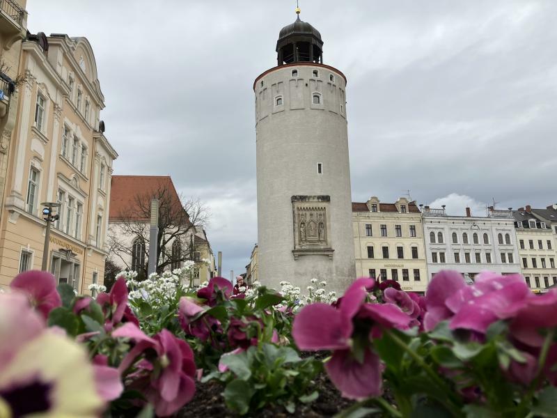 Tausendfach Blüten zieren die Görlitzer Innenstadt