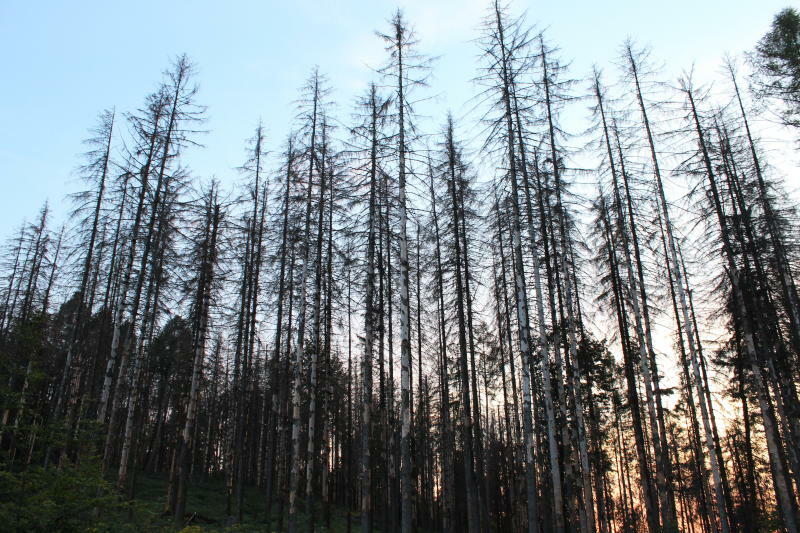 Warum der Wald brennt und warum nicht