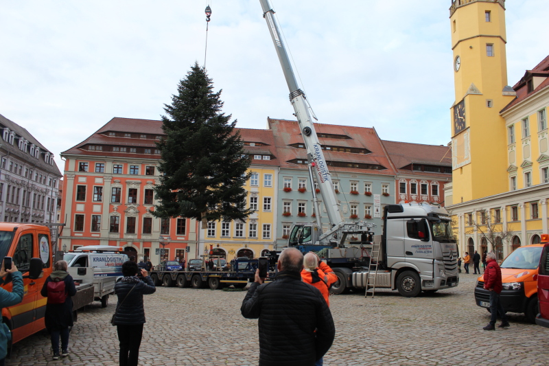 Neuer Weihnachtsbaum ist gut in Bautzen gelandet
