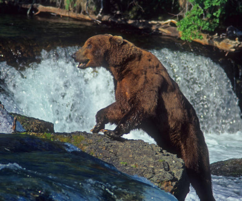 Reisereportage über die Wildnis 