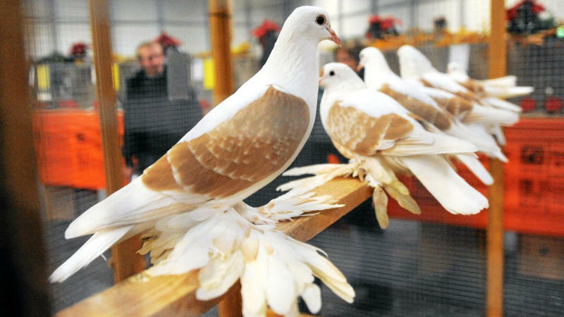 Kreisrassegeflügelausstellung in der Turnhalle 