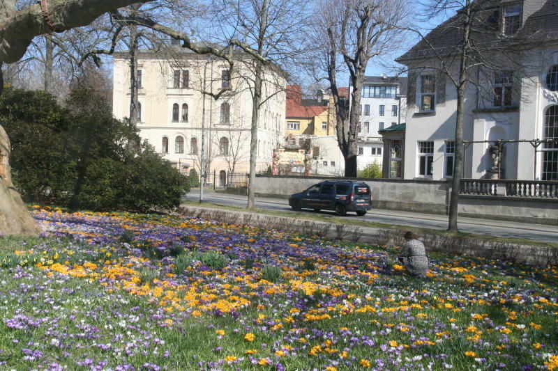 Die Zittauer Krokuswiese blüht in vielen Farben