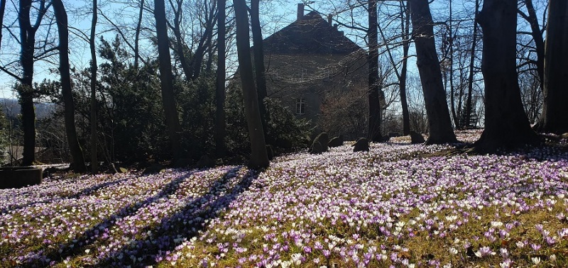 Frühlingsgruß aus dem Herzen der Oberlausitz