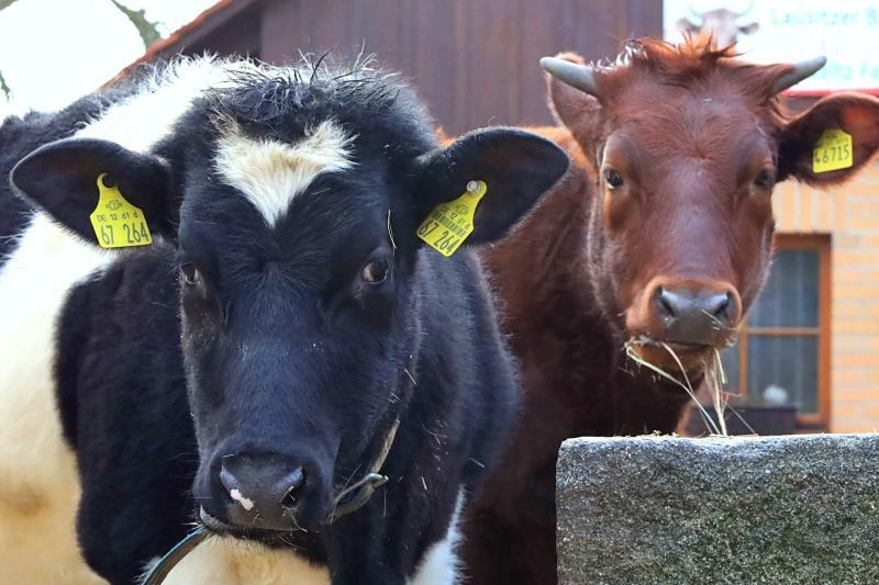 Agiler Nachwuchs  auf der Kuhkoppel