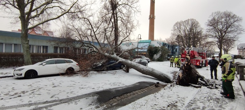 Baum begräbt parkende Autos unter sich