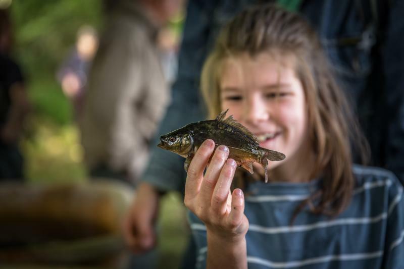 Frischer Oberlausitzer Karpfen statt nur Fischstäbchen