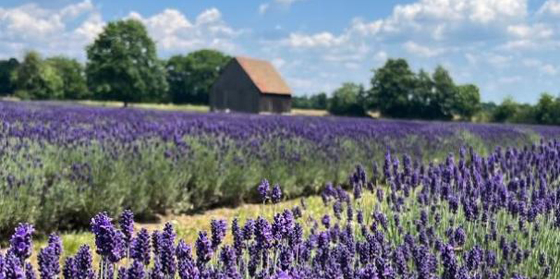 In die Schlesisch-Lausitzische Provence