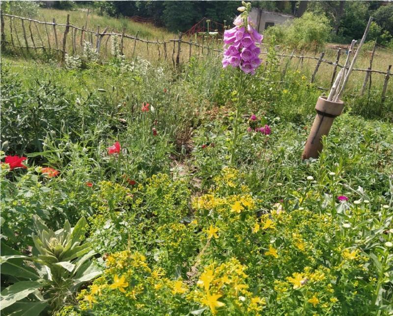 70 Bienenarten im ehemaligen Lautex-Quartier