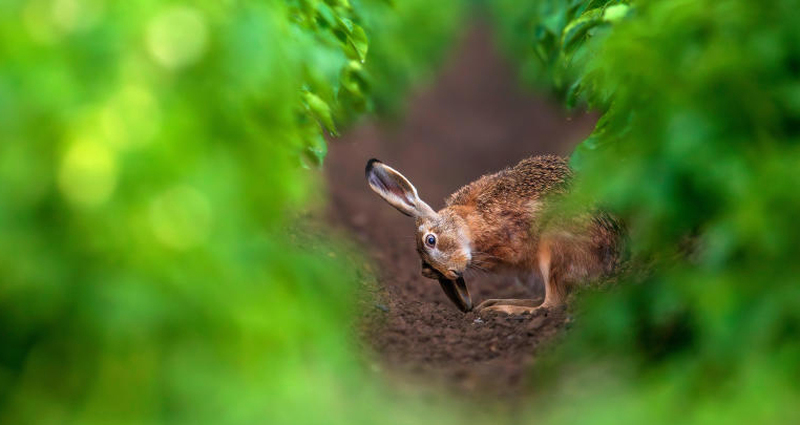 Goldmedaille für Schnappschuss „Meister Lampe“
