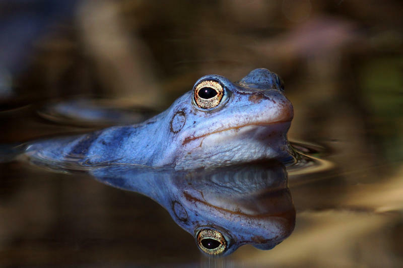 Weniger Amphibien als sonst wandern