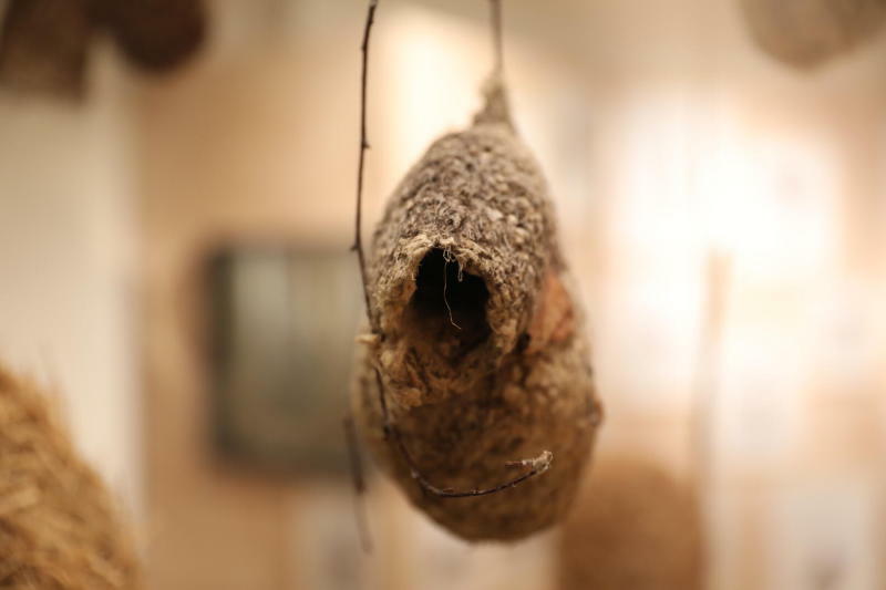 Die Vielfalt von Nestern in einer Ausstellung