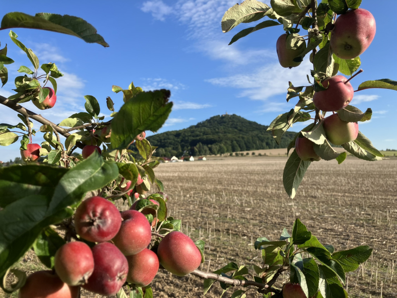 1.000 Obstbäume für Sachsen läuft weiter