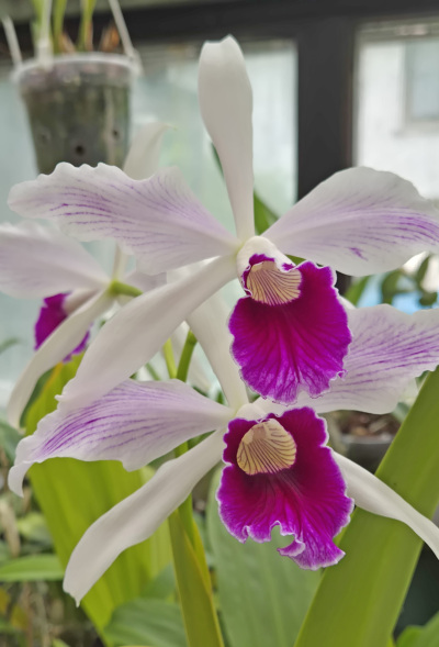 Orchideentage im Exotenhaus