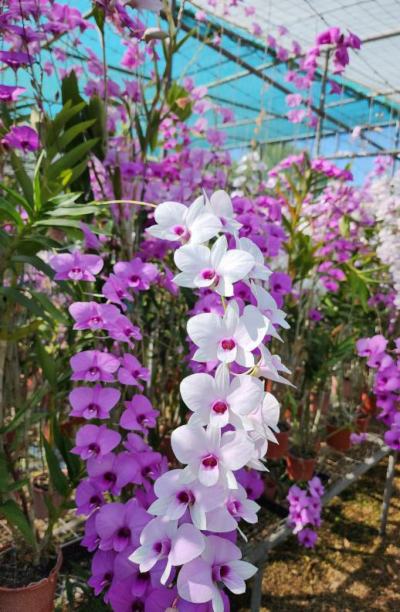 Orchideentage im Jonsdorfer Exotenhaus