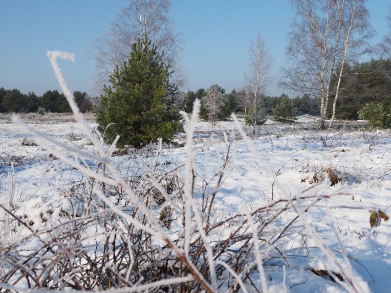 Aktion für Heide- und Teichlandschaft