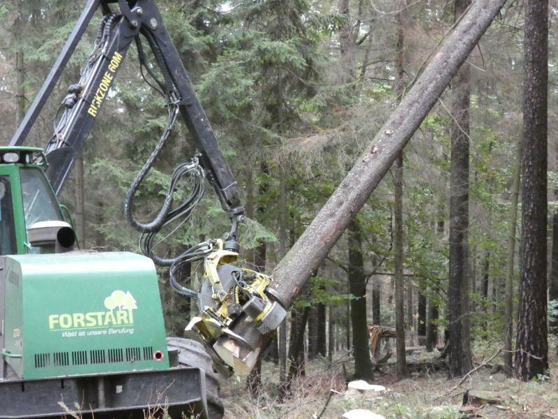 Sachsenforst strafft die Strukturen