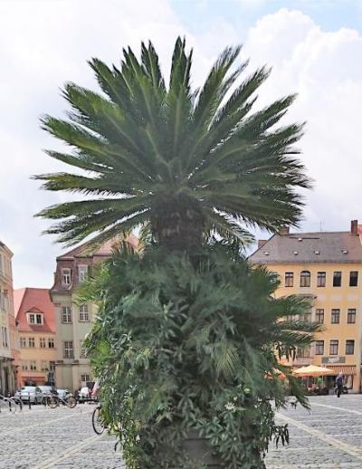 Stadtrundgang: Zittau und sein italienisches Flair