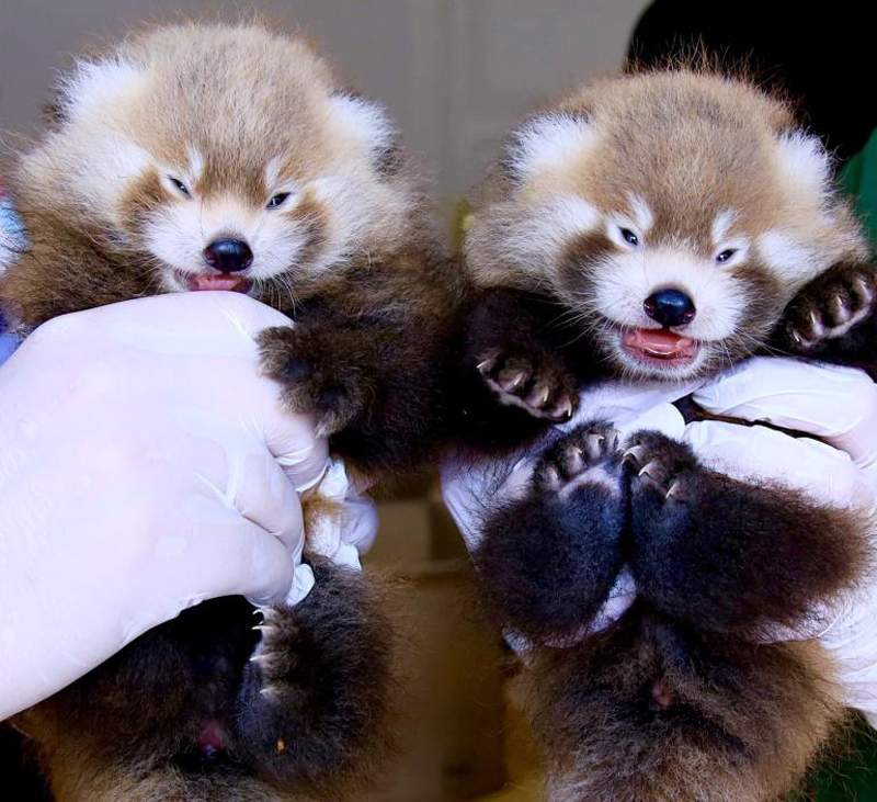 Zwillinge bei den Roten Pandas
