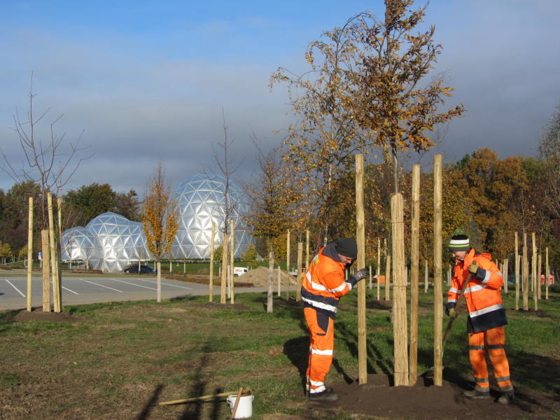 Junge Bäume, alte Welt – Pflanzaktion am Saurierpark