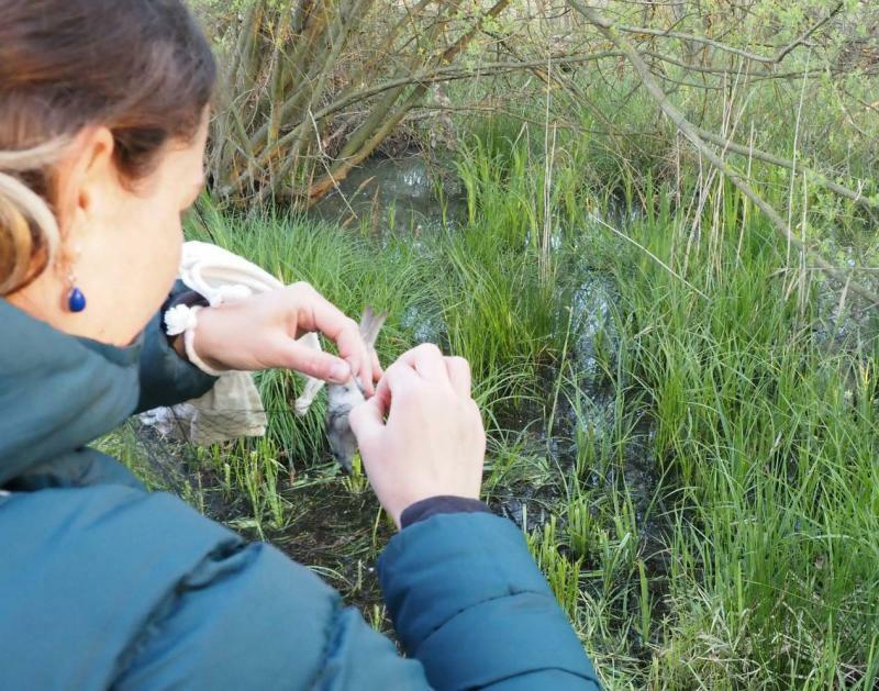 Für Forschungszwecke: Singvogel-Fang hat begonnen