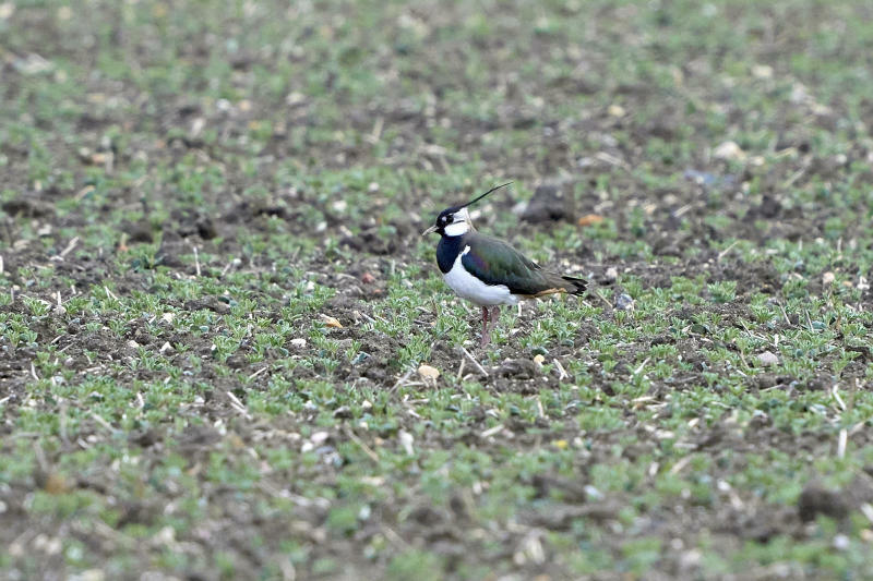 Stark gefährdete Vögel brüten an Wallfahrtsweg