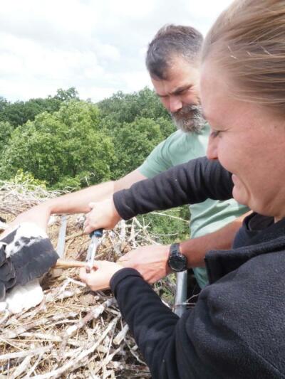 Zwei Ringe für den Weißstorch