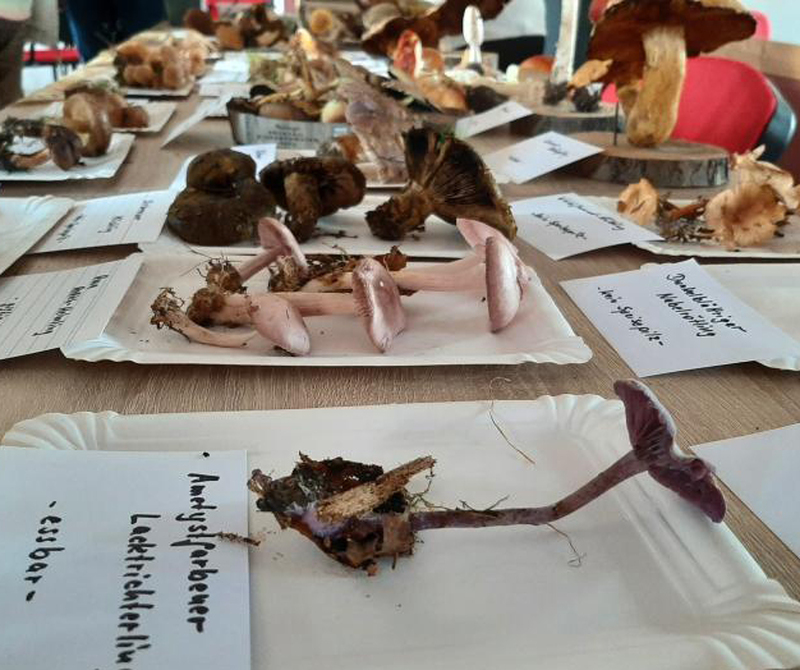 Pilzausstellung in der Großschönauer Webschule
