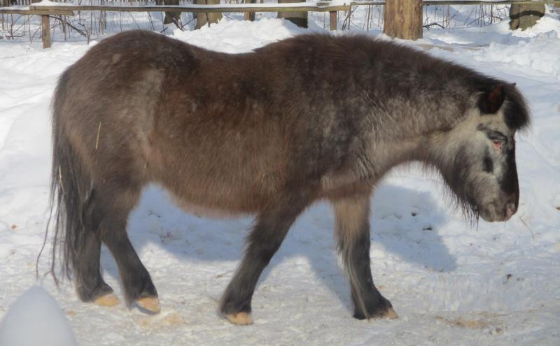 Der Zittauer Tierpark soll sicherer werden