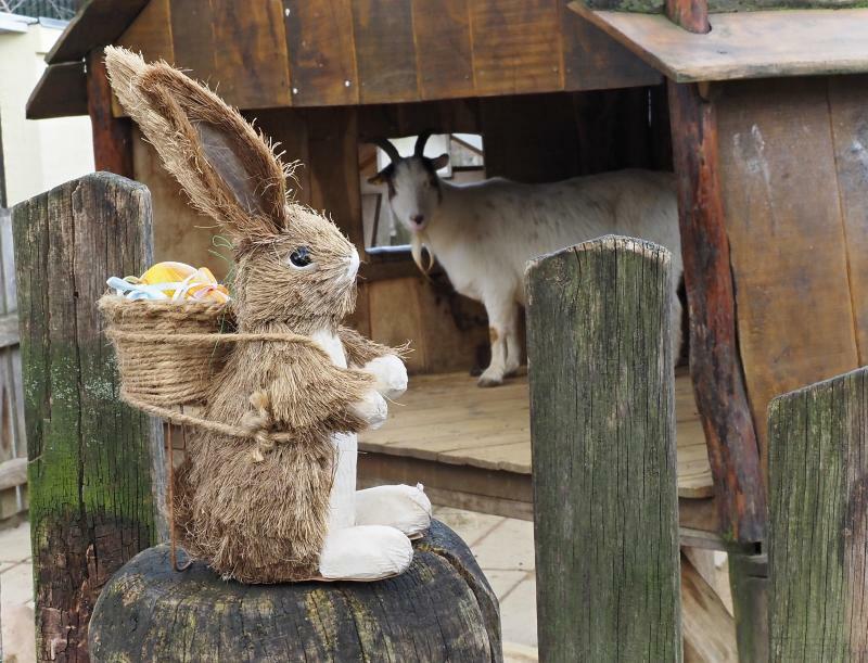 Osterfest im kleinsten Zoo mit jeder Menge Nachwuchs