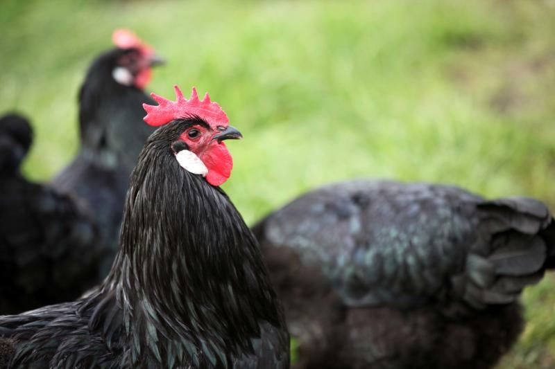 Eine Zukunft für das Sachsenhuhn?