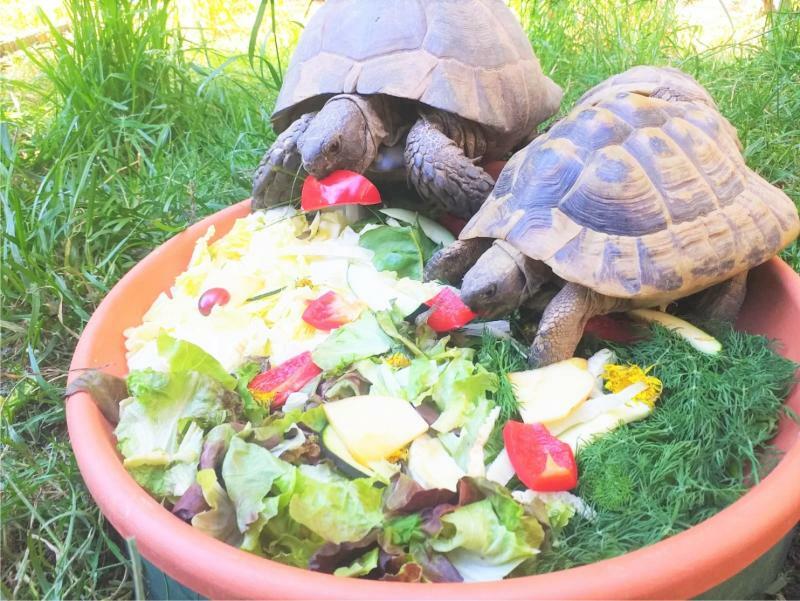 Schmackhafte Kost: „Raubtierfütterung“  im Zittauer Tierpark