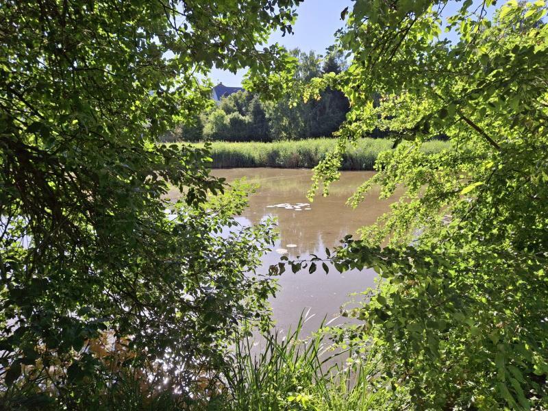 Verlandung des Schlosserteichs von Weigsdorf-Köblitz
