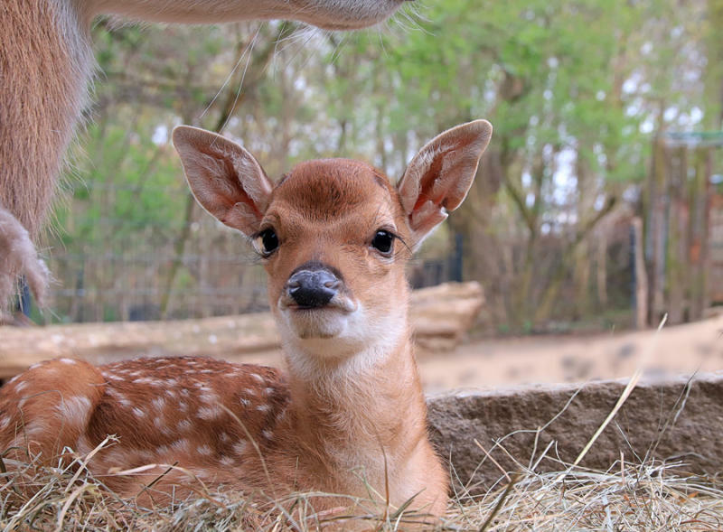 Nachwuchs bei den Sika-Hirschen im Tierpark
