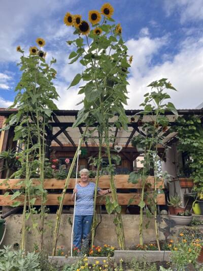 Riesige Sonnenblumen in Mittelherwigsdorf
