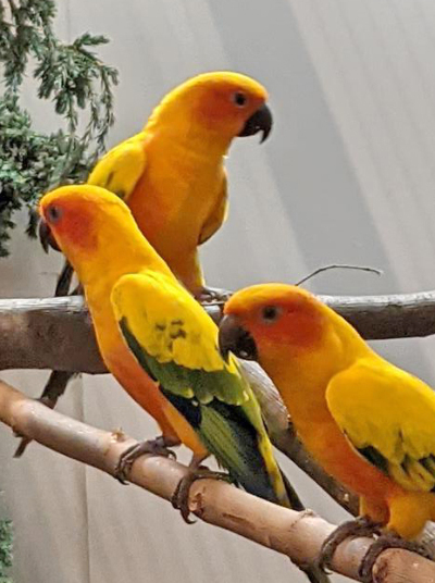 Vogelausstellung im Eibauer Volkshaus