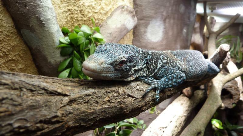 Südostasienbecken im Senckenberg-Vivarium ist nun wieder bewohnt 