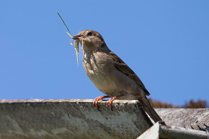 Weniger Pfeifen von den Dächern