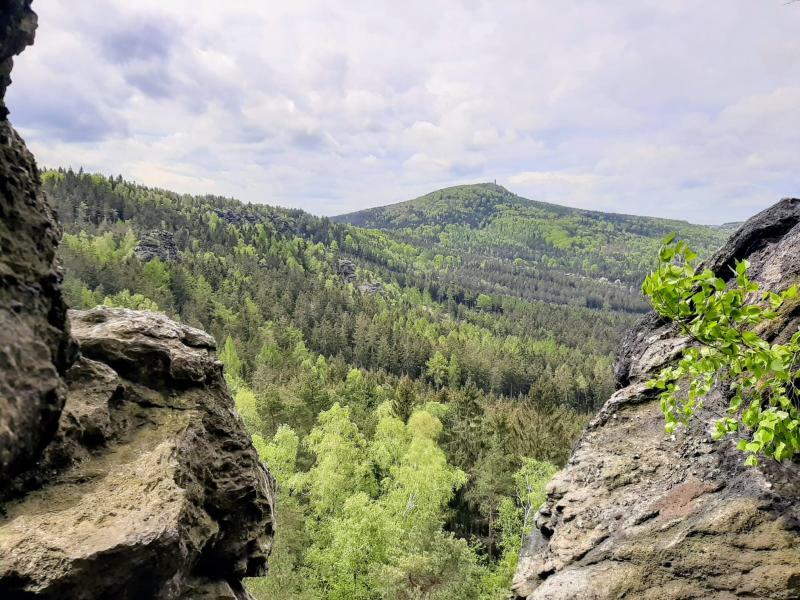 Der neue Wald steht in den Startlöchern