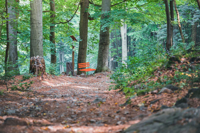 Zittauer Stadtwald mit „Wald-TÜV“