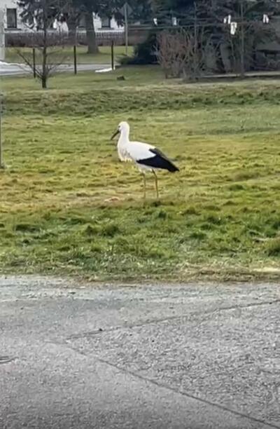 Storch Adi ist Dauergast in der Oberlausitz