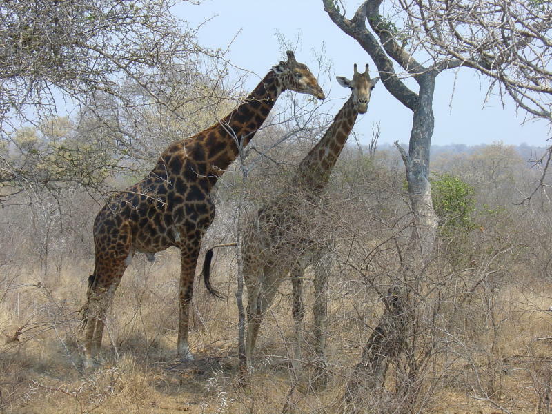 Dia-Ton-Show über Südafrika 